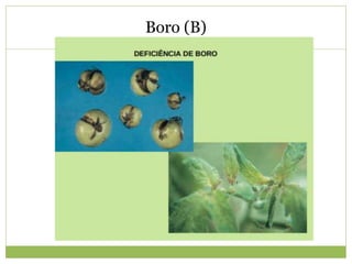 Boro (B)
 