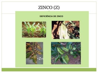 ZINCO (Z)
 
