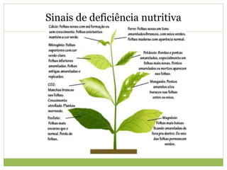 Sinais de deficiência nutritiva
 