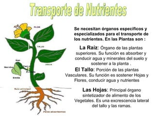 Transporte de Nutrientes Se necesitan órganos específicos y especializados para el transporte de los nutrientes. En las Plantas son : La Raíz :  Órgano de las plantas superiores. Su función es absorber y conducir agua y minerales del suelo y sostener a la planta . El Tallo :  Porción de las plantas Vasculares. Su función es sostener Hojas y Flores, conducir agua y nutrientes Las Hojas :  Principal órgano sintetizador de alimento de los Vegetales. Es una excrescencia lateral del tallo y las ramas. 