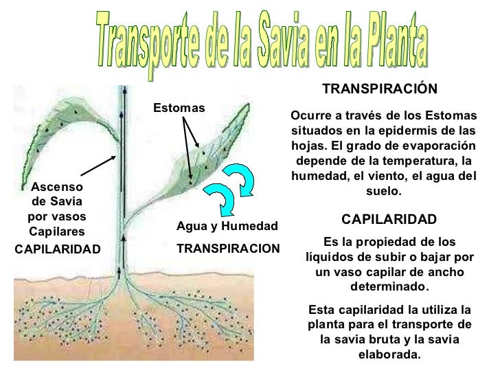 Nutri Plantas