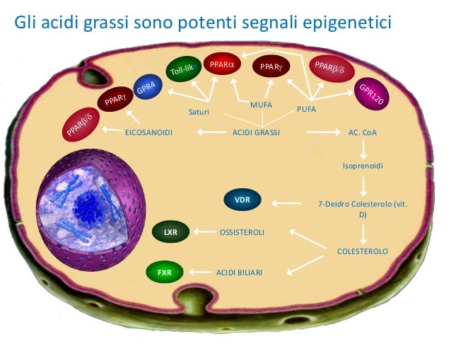 Acidi Biliari Alti Come Abbassarli