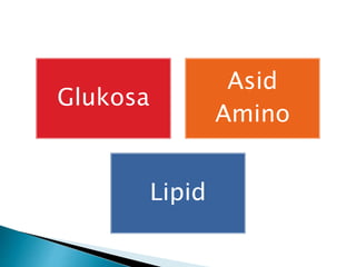 Glukosa
Asid
Amino
Lipid
 