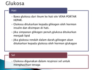 • Bawa glukosa dari ileum ke hati ole VENA PORTAR
HEPAR.
• Glukosa ditukarkan kepada glikogen oleh hormon
insulin dan disimpan di hati.
• Jika simpanan glikogen penuh,glukosa ditukarkan
menjadi lipid
• Jika glukosa rendah dalam darah,glikogen akan
ditukarkan kepada glukosa oleh hormon glukagon
Hati
• Glukosa digunakan dalam respirasi sel untuk
menghasilkan tenaga
Sel
 