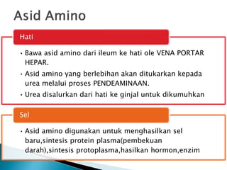 • Bawa asid amino dari ileum ke hati ole VENA PORTAR
HEPAR.
• Asid amino yang berlebihan akan ditukarkan kepada
urea melalui proses PENDEAMINAAN.
• Urea disalurkan dari hati ke ginjal untuk dikumuhkan
Hati
• Asid amino digunakan untuk menghasilkan sel
baru,sintesis protein plasma(pembekuan
darah),sintesis protoplasma,hasilkan hormon,enzim
Sel
 