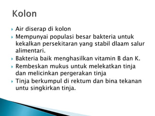  Air diserap di kolon
 Mempunyai populasi besar bakteria untuk
kekalkan persekitaran yang stabil dlaam salur
alimentari.
 Bakteria baik menghasilkan vitamin B dan K.
 Rembeskan mukus untuk melekatkan tinja
dan melicinkan pergerakan tinja
 Tinja berkumpul di rektum dan bina tekanan
untu singkirkan tinja.
 