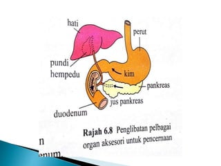 Nutrisi