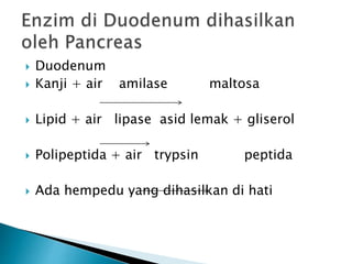  Duodenum
 Kanji + air amilase maltosa
 Lipid + air lipase asid lemak + gliserol
 Polipeptida + air trypsin peptida
 Ada hempedu yang dihasilkan di hati
 