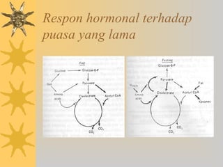 Respon hormonal terhadap
puasa yang lama
 