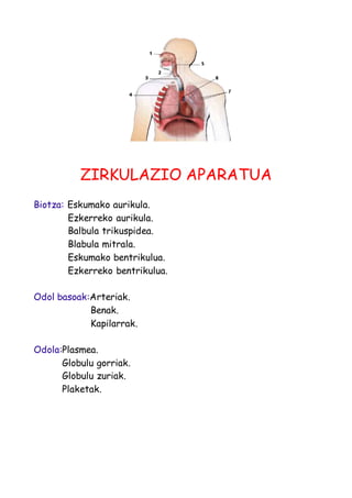 ZIRKULAZIO APARATUA 
Biotza: Eskumako aurikula. 
Ezkerreko aurikula. 
Balbula trikuspidea. 
Blabula mitrala. 
Eskumako bentrikulua. 
Ezkerreko bentrikulua. 
Odol basoak:Arteriak. 
Benak. 
Kapilarrak. 
Odola:Plasmea. 
Globulu gorriak. 
Globulu zuriak. 
Plaketak. 
 