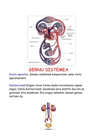 GERNU SISTEMEA 
Iraitz aparatua: Zelulen ondakinak kamporatzen dabe iraitz 
aparatuarekin. 
Kuntzurrunak:Organo biren forma dauka torixikoaren azpian 
dagoz. Odola Kuntzurrunak dauzkazan zare batetik doa eta an 
geratzen dira ondakinak. Eta uragaz nahasten danean gernua 
zortzen da. 
 