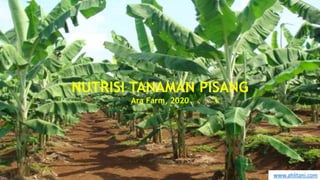 NUTRISI TANAMAN PISANG
Ara Farm, 2020
www.ahlitani.com
 