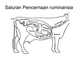 Comprehensive Overview of Ruminant Nutrition and Rumen Development | PPT