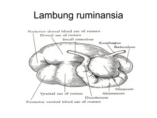 Comprehensive Overview of Ruminant Nutrition and Rumen Development | PPT