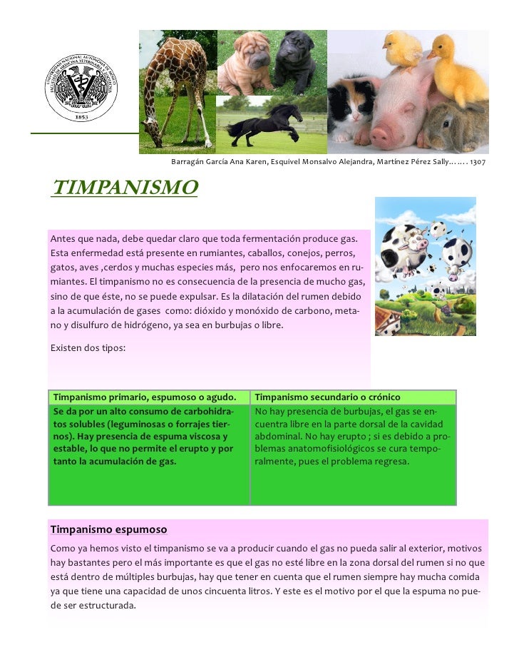 Nutri timpanismo 1307