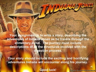 Your assignment is to write a story, describing the adventures of Indiana Jones as he travels through the alimentary canal.  The journey must include descriptions of all the structures involved with the digestion process. Your story should include the exciting and horrifying adventures Indiana will encounter along his journey. Good luck! 