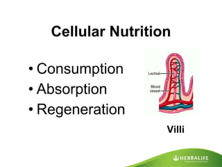 Cellular Nutrition Consumption  Absorption  Regeneration  Villi 