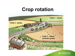 Crop rotation 
