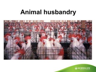 Animal husbandry 