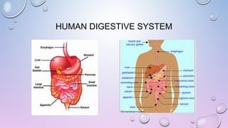 HUMAN DIGESTIVE SYSTEM

 