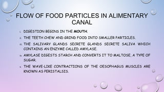 FLOW OF FOOD PARTICLES IN ALIMENTARY
CANAL
i.

DIGESTION BEGINS IN THE MOUTH.

ii.

THE TEETH CHEW AND GRIND FOOD INTO SMALLER PARTICLES.

iii.

THE SALIVARY GLANDS SECRETE GLANDS SECRETE SALIVA WHICH
CONTAINS AN ENZYME CALLED AMYLASE.

iv.

AMYLASE DIGESTS STARCH AND CONVERTS IT TO MALTOSE, A TYPE OF
SUGAR.

v.

THE WAVE-LIKE CONTRACTIONS OF THE OESOPHAGUS MUSCLES ARE
KNOWN AS PERISTALSIS.

 