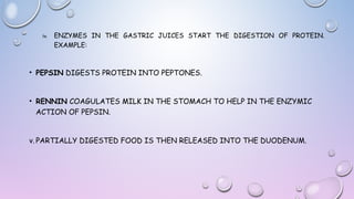 iv.

ENZYMES IN THE GASTRIC JUICES START THE DIGESTION OF PROTEIN.
EXAMPLE:

• PEPSIN DIGESTS PROTEIN INTO PEPTONES.
• RENNIN COAGULATES MILK IN THE STOMACH TO HELP IN THE ENZYMIC
ACTION OF PEPSIN.
v. PARTIALLY DIGESTED FOOD IS THEN RELEASED INTO THE DUODENUM.

 