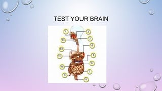 TEST YOUR BRAIN

 
