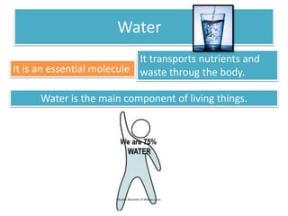 Water 
It is an essential molecule 
It transports nutrients and 
waste throug the body. 
Water is the main component of living things. 
 