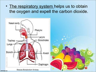 • The respiratory system helps us to obtain
the oxygen and expell the carbon dioxide.
 