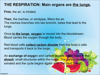 THE RESPIRATION: Main organs are the lungs.
First, the air, is inhaled.
Then, the trachea, or windpipe, filters the air.
The trachea branches into two bronchi, tubes that lead to the
lungs.
Once in the lungs, oxygen is moved into the bloodstream.
Blood carries the oxygen through the body.
Red blood cells collect carbon dioxide from the body’s cells
and transports it back to the lungs.
An exchange of oxygen and carbon dioxide takes place in the
alveoli, small structures within the lungs. The carbon dioxide,, is
exhaled and the cycle begins again with the next breath.
 