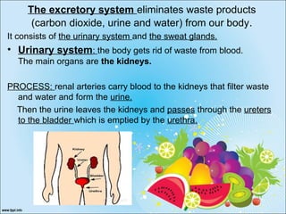 The excretory system eliminates waste products
(carbon dioxide, urine and water) from our body.
It consists of the urinary system and the sweat glands.
• Urinary system: the body gets rid of waste from blood.
The main organs are the kidneys.
PROCESS: renal arteries carry blood to the kidneys that filter waste
and water and form the urine.
Then the urine leaves the kidneys and passes through the ureters
to the bladder which is emptied by the urethra.
 