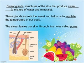 • Sweat glands: structures of the skin that produce sweat
(a mixture of water and minerals).
These glands excrete the sweat and helps us to regulate
the temperature of our body.
The sweat leaves our skin through tiny holes called pores.
 