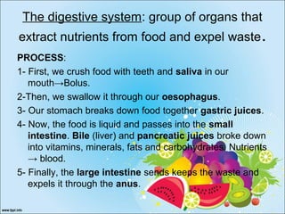 The digestive system: group of organs that
extract nutrients from food and expel waste.
PROCESS:
1- First, we crush food with teeth and saliva in our
mouth→Bolus.
2-Then, we swallow it through our oesophagus.
3- Our stomach breaks down food together gastric juices.
4- Now, the food is liquid and passes into the small
intestine. Bile (liver) and pancreatic juices broke down
into vitamins, minerals, fats and carbohydrates. Nutrients
→ blood.
5- Finally, the large intestine sends keeps the waste and
expels it through the anus.
 