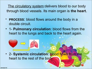 The circulatory system:delivers blood to our body
through blood vessels. Its main organ is the heart.
• PROCESS: blood flows around the body in a
double circuit.
• 1- Pulmonary circulation: blood flows from the
heart to the lungs and back to the heart again.
• 2- Systemic circulation: blood flows from the
heart to the rest of the body.
 