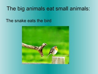 The big animals eat small animals:
The snake eats the bird
 