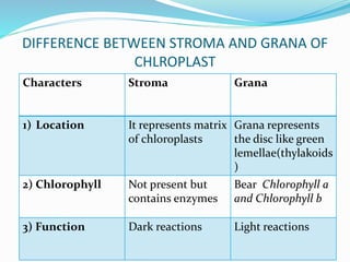 Grana Function Nutrition | PPTX