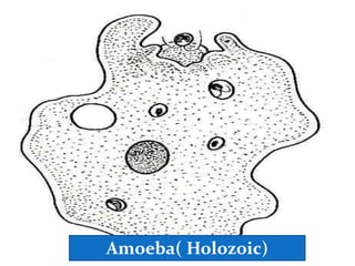 Holozoic Example Nutrition | PPTX