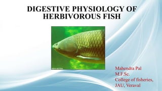 DIGESTIVE PHYSIOLOGY OF
HERBIVOROUS FISH
Mahendra Pal
M.F.Sc.
College of fisheries,
JAU, Veraval
 