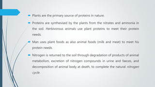  Plants are the primary source of proteins in nature.
 Proteins are synthesised by the plants from the nitrates and ammonia in
the soil. Herbivorous animals use plant proteins to meet their protein
needs.
 Man uses plant foods as also animal foods (milk and meat) to meet his
protein needs.
 Nitrogen is returned to the soil through degradation of products of animal
metabolism, excretion of nitrogen compounds in urine and faeces, and
decomposition of animal body at death, to complete the natural nitrogen
cycle.
 