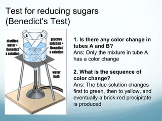 Test for reducing sugars
(Benedict's Test)
1. Is there any color change in
tubes A and B?
Ans: Only the mixture in tube A
has a color change
2. What is the sequence of
color change?
Ans: The blue solution changes
first to green, then to yellow, and
eventually a brick-red precipitate
is produced
 