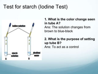 Test for starch (Iodine Test)
1. What is the color change seen
in tube A?
Ans: The solution changes from
brown to blue-black
2. What is the purpose of setting
up tube B?
Ans: To act as a control
 