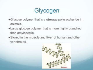 Glycogen
●Glucose polymer that is a storage polysaccharide in
animals.
●Large glucose polymer that is more highly branched
than amylopectin.
●Stored in the muscle and liver of human and other
vertebrates.
 