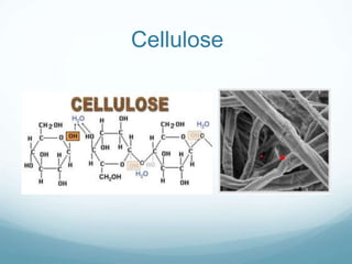 Cellulose
 