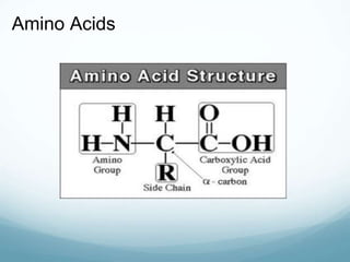 Amino Acids
 