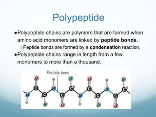 Polypeptide
●Polypeptide chains are polymers that are formed when
amino acid monomers are linked by peptide bonds.
○Peptide bonds are formed by a condensation reaction.
●Polypeptide chains range in length from a few
monomers to more than a thousand.
 