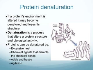 Protein denaturation
●If a protein’s environment is
altered it may become
denatured and loses its
structure.
●Denaturation is a process
that alters a protein structure
and biological activity.
●Proteins can be denatured by:
○Excessive heat
○Chemical agents that disrupts
the chemical bonds
○Acids and bases
○Agitation
 
