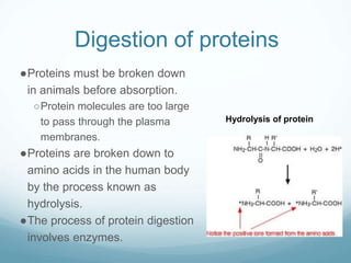 Digestion of proteins
●Proteins must be broken down
in animals before absorption.
○Protein molecules are too large
to pass through the plasma
membranes.
●Proteins are broken down to
amino acids in the human body
by the process known as
hydrolysis.
●The process of protein digestion
involves enzymes.
Hydrolysis of protein
 