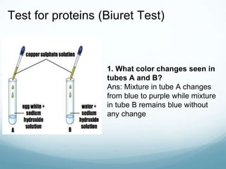 Test for proteins (Biuret Test)
1. What color changes seen in
tubes A and B?
Ans: Mixture in tube A changes
from blue to purple while mixture
in tube B remains blue without
any change
 