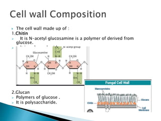  The cell wall made up of :
1.Chitin
 It is N-acetyl glucosamine is a polymer of derived from
glucose.
 It is polysaccharide .
2.Glucan
 Polymers of glucose .
 It is polysaccharide.
 
