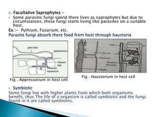 c. Facultative Saprophytes –
 Some parasitic fungi spend there lives as saprophytes but due to
circumstances, these fungi starts living like parasites on a suitable
host.
Ex :- Pythium, Fusarium, etc.
Parasite fungi absorb there food from host through haustoria
 Symbiotic
Some fungi live with higher plants from which both organisms
benefit, thus The life of a organism is called symbiosis and the fungi
found in it are called symbionts.
Fig . Appressorium in host cell
Fig . Haustorium in host cell
 